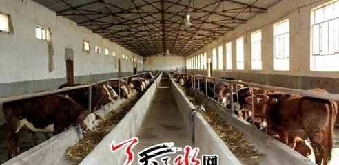 調(diào)結(jié)構(gòu)提品質(zhì) 天水市特色主導(dǎo)產(chǎn)業(yè)提速發(fā)展 肉制品及副產(chǎn)品加工